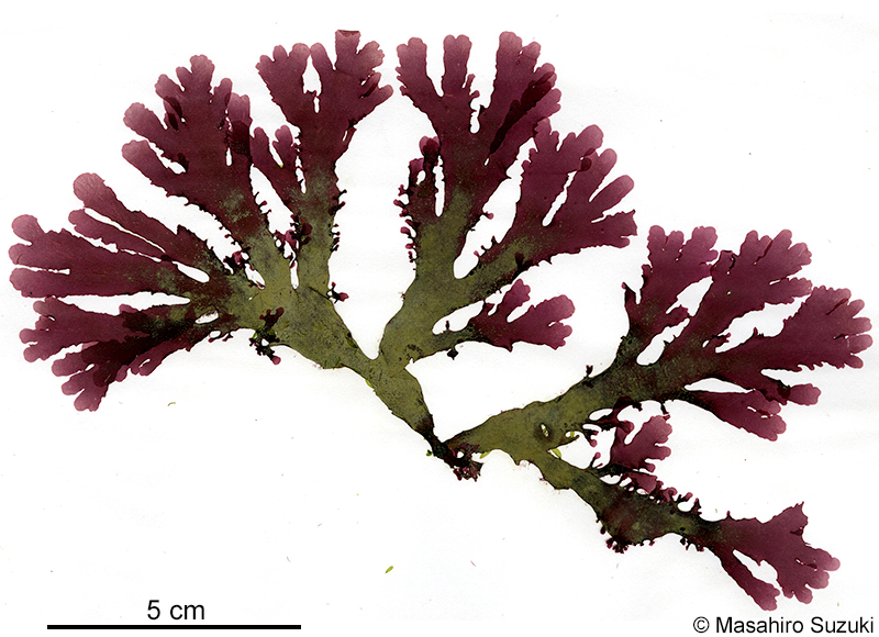 Cryptopleura cryptoneuron