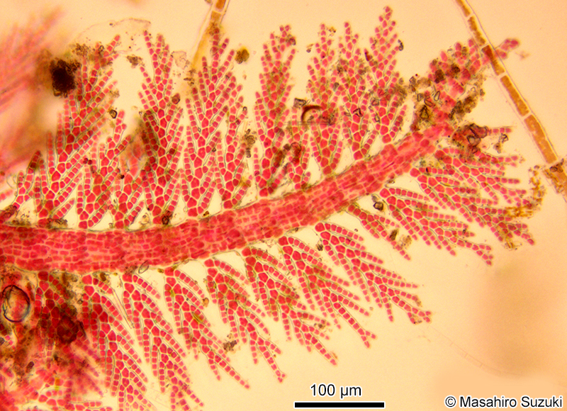 オキシノブ Dasyphila plumarioides