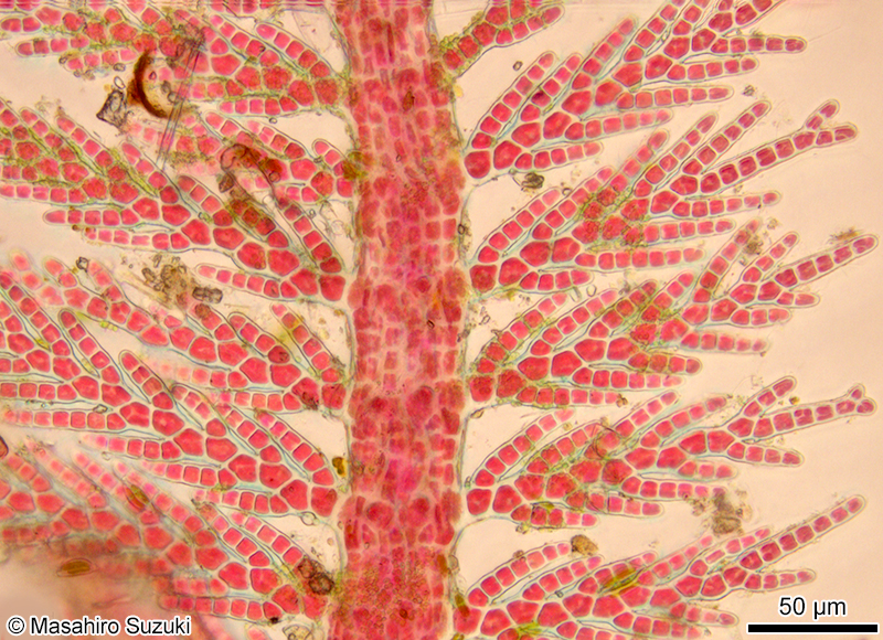 オキシノブ Dasyphila plumarioides