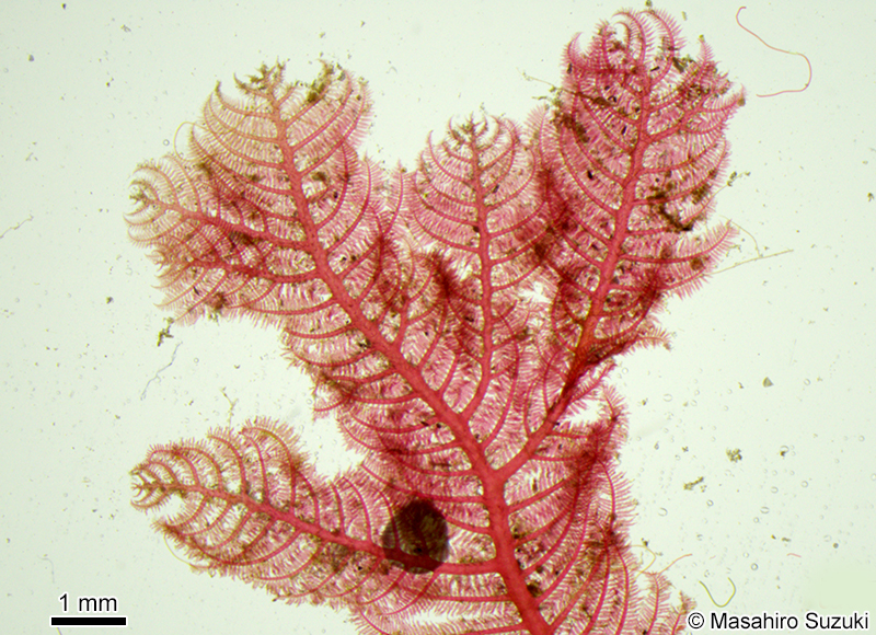 オキシノブ Dasyphila plumarioides