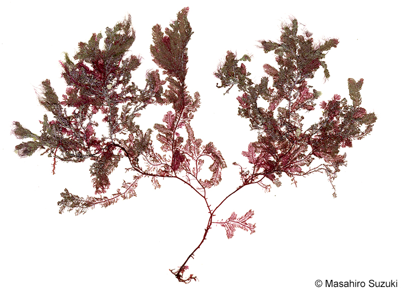 オキシノブ Dasyphila plumarioides