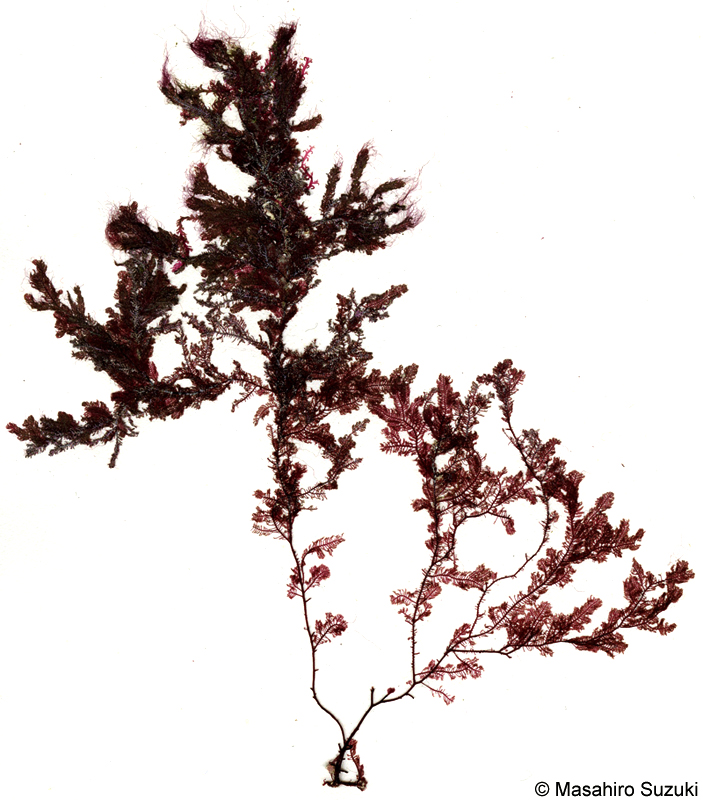 オキシノブ Dasyphila plumarioides