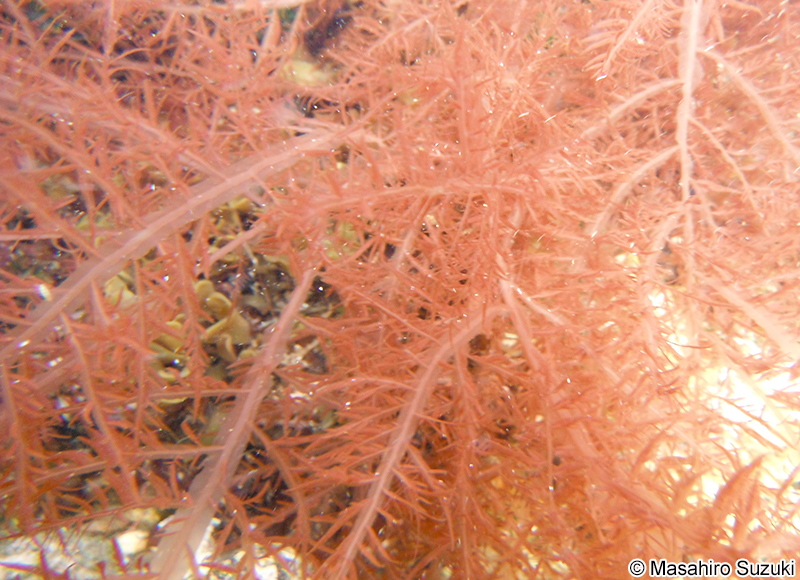 ヌメハノリ Cumathamnion serrulatum