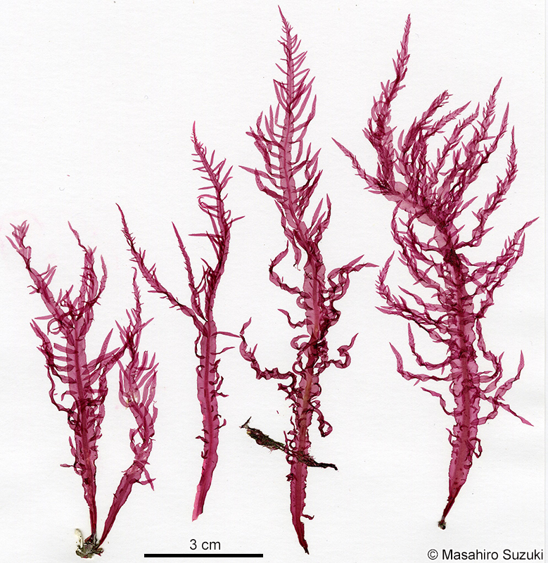 ヌメハノリ Cumathamnion serrulatum