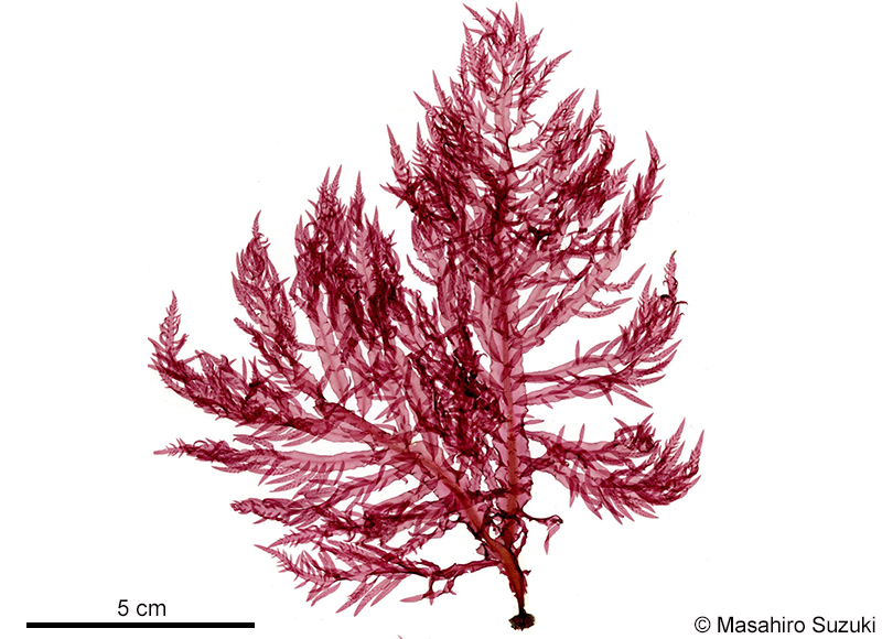 ヌメハノリ Cumathamnion serrulatum