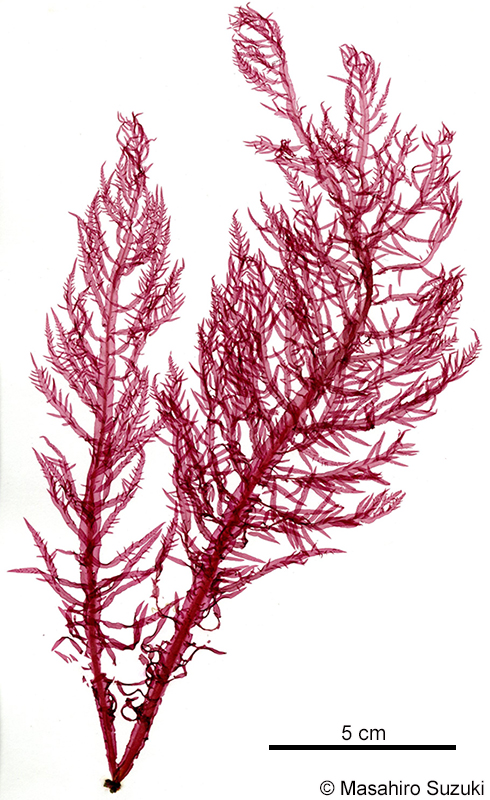 ヌメハノリ Cumathamnion serrulatum