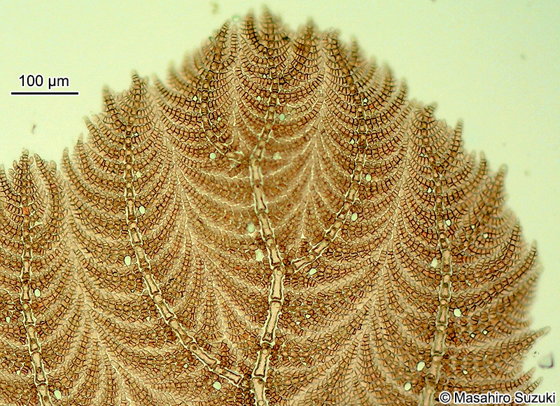 ウスムラサキ Delesseriopsis elegans