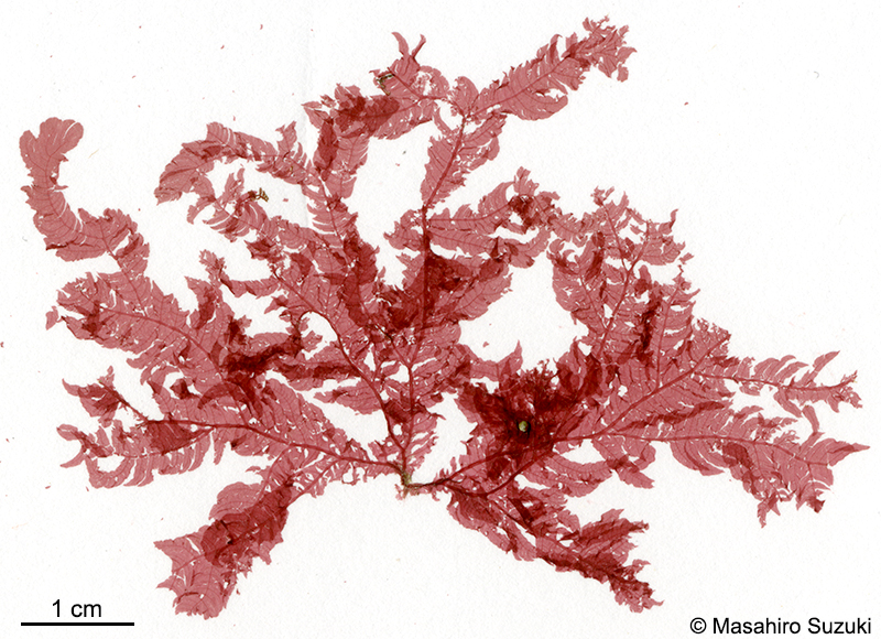 ウスムラサキ Delesseriopsis elegans