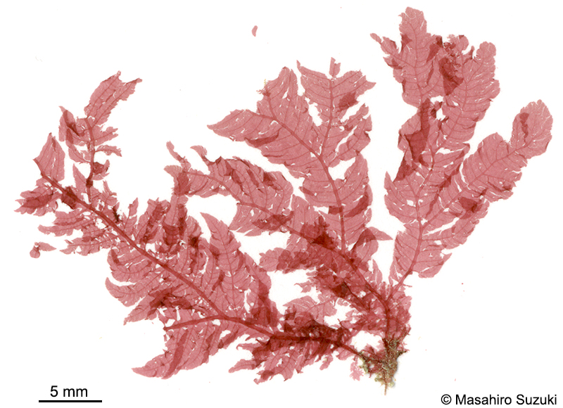 ウスムラサキ Delesseriopsis elegans