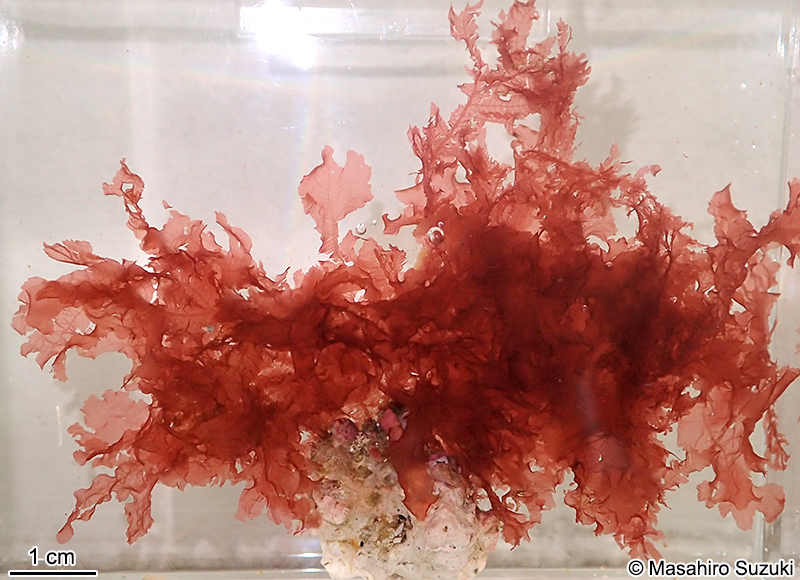 ウスムラサキ Delesseriopsis elegans