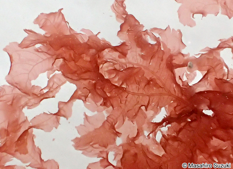 ウスムラサキ Delesseriopsis elegans