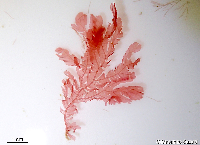 ウスムラサキ Delesseriopsis elegans