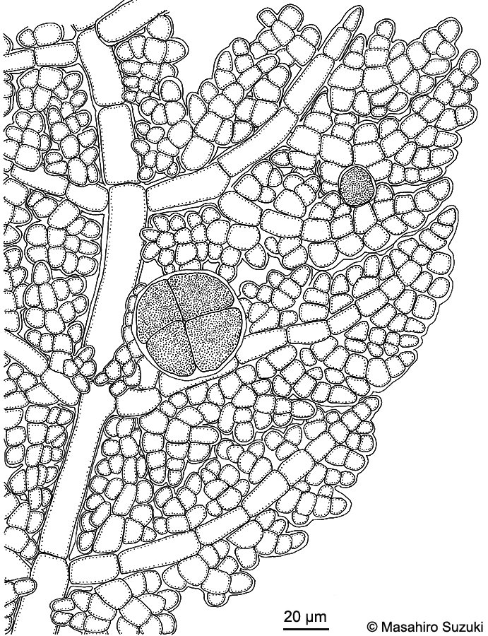 四分胞子嚢を付けた個体のスケッチ