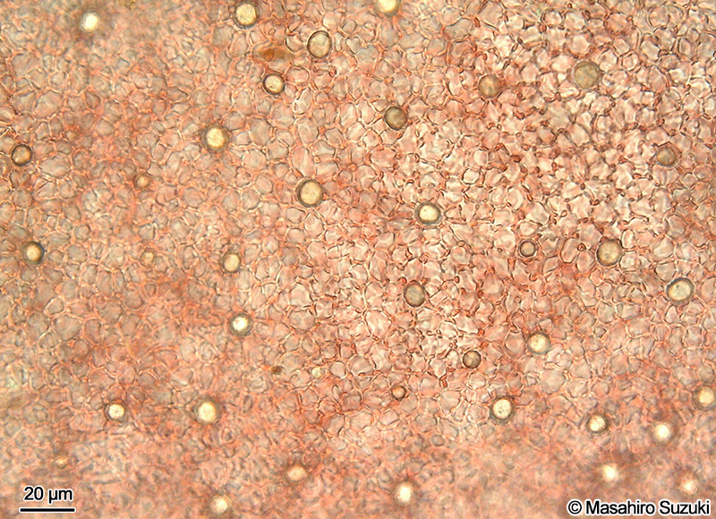 タマイタダキの腺細胞