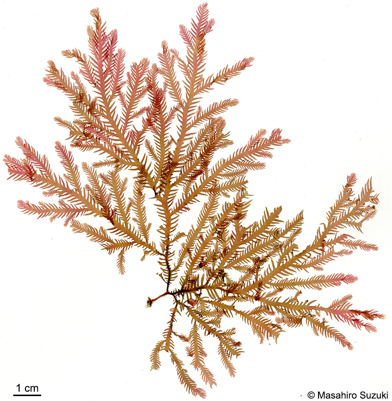 タマイタダキ Delisea japonica