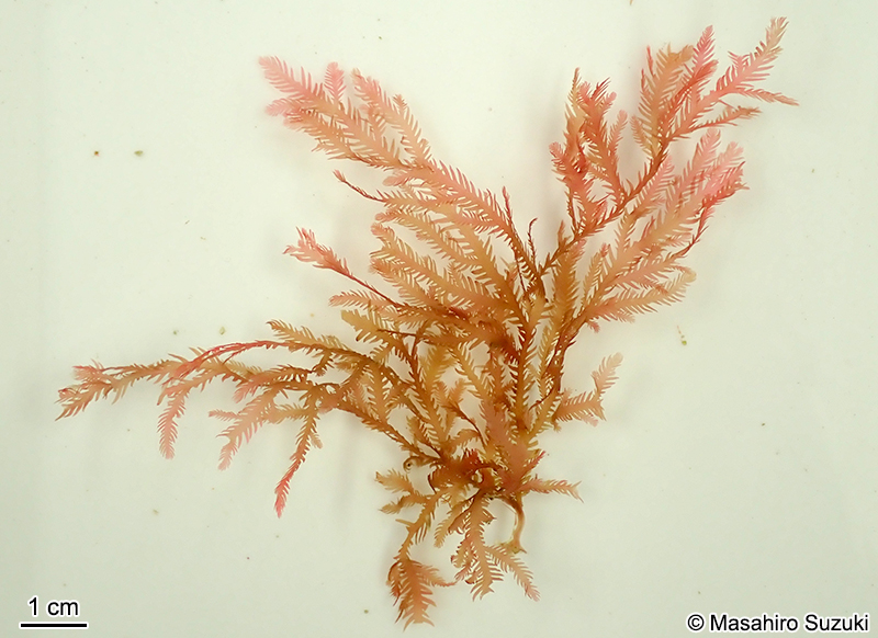 タマイタダキ Delisea japonica