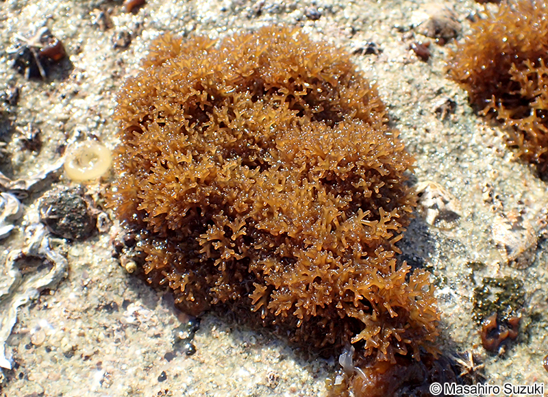 カモガシラノリ Dermonema pulvinatum