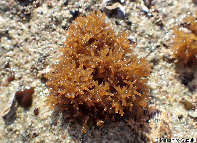 カモガシラノリ Dermonema pulvinatum