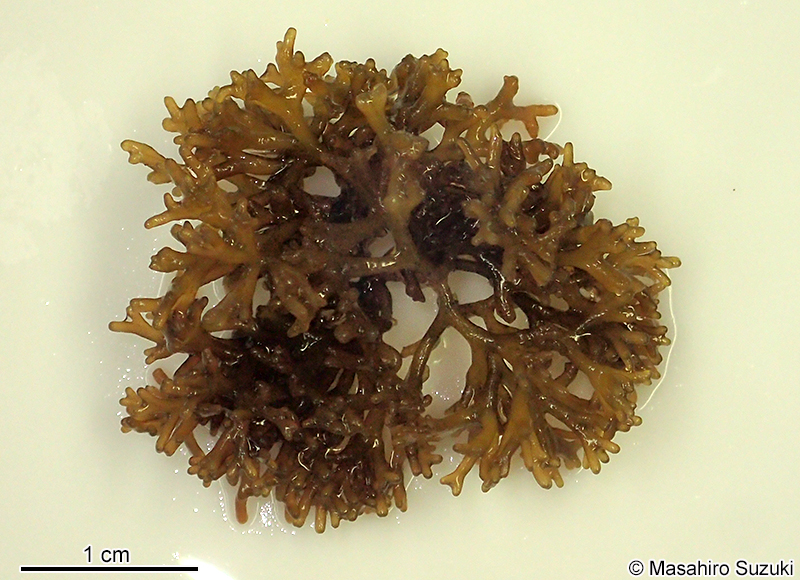 カモガシラノリ Dermonema pulvinatum