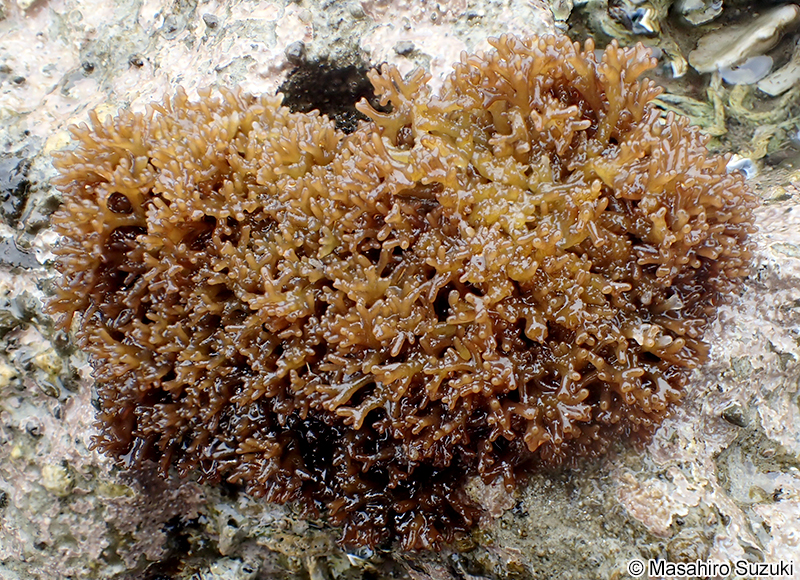 カモガシラノリ Dermonema pulvinatum