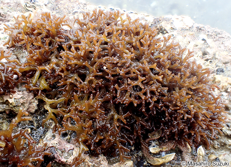 カモガシラノリ Dermonema pulvinatum