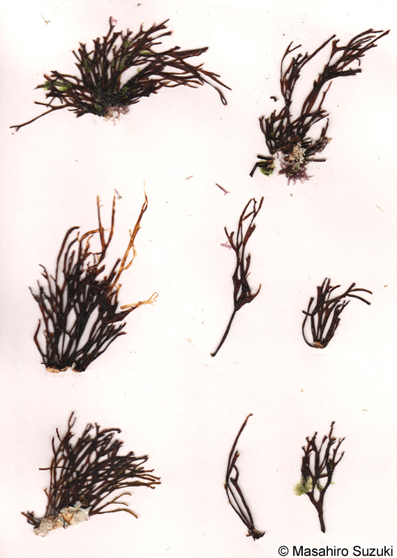 カサマツ Dermonema virens