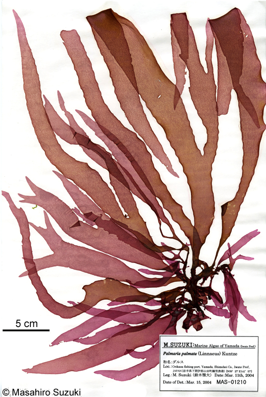 ダルス Devaleraea inkyuleei