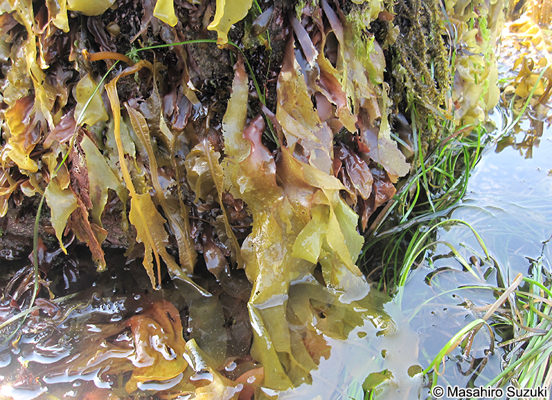 ダルス Devaleraea inkyuleei