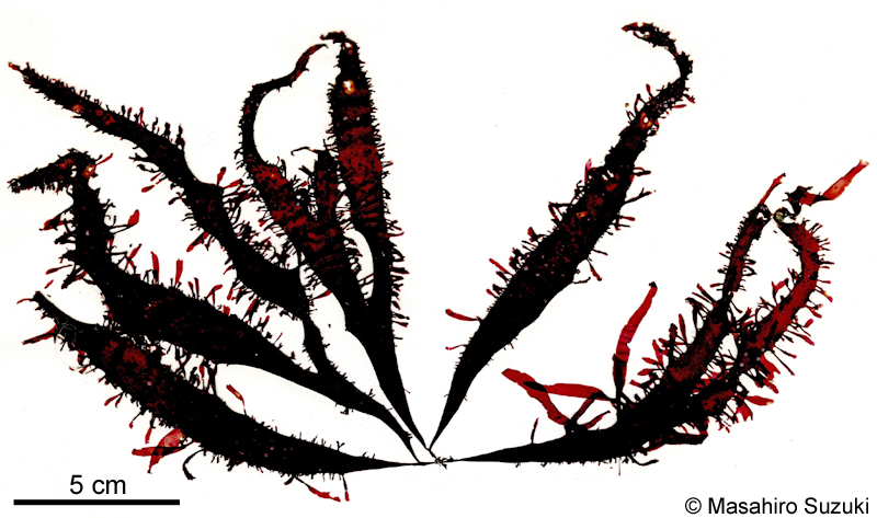 ダルス Devaleraea mollis