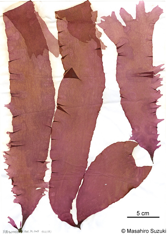 ダルス Devaleraea inkyuleei