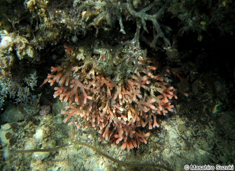 ヒメガラガラ Dichotomaria elegans