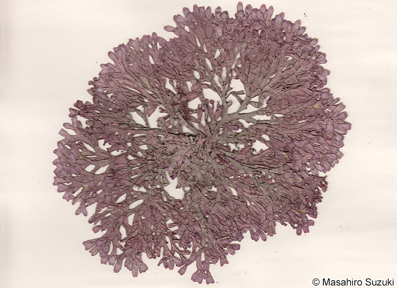 ヒロハガラガラ Dichotomaria latifolia