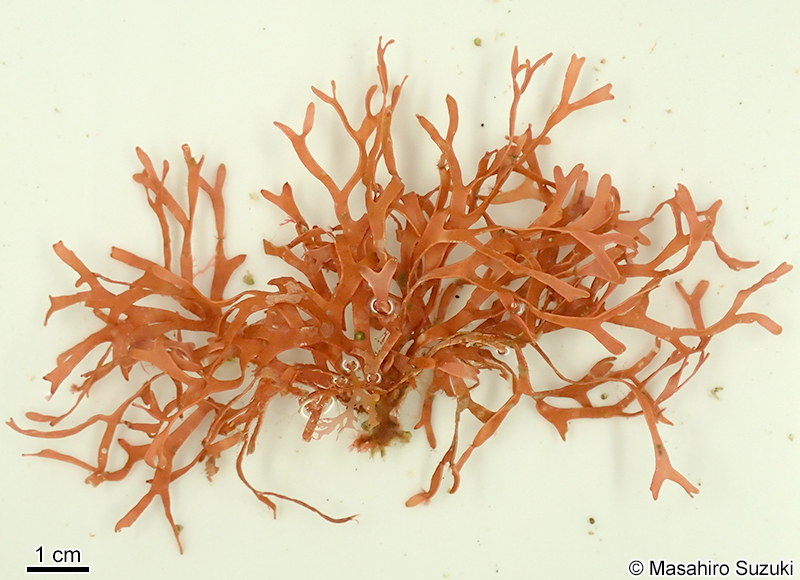 ヒロハガラガラ Dichotomaria latifolia