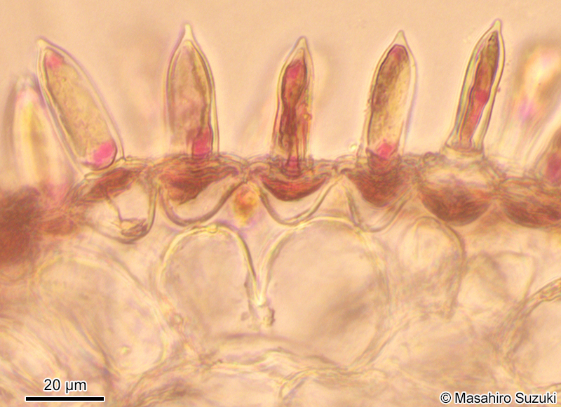 配偶体の横断面