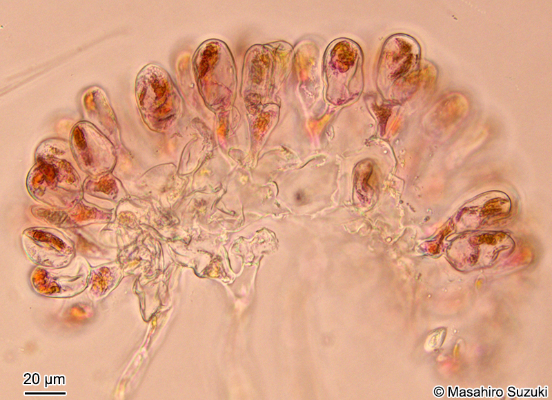 胞子体の横断面