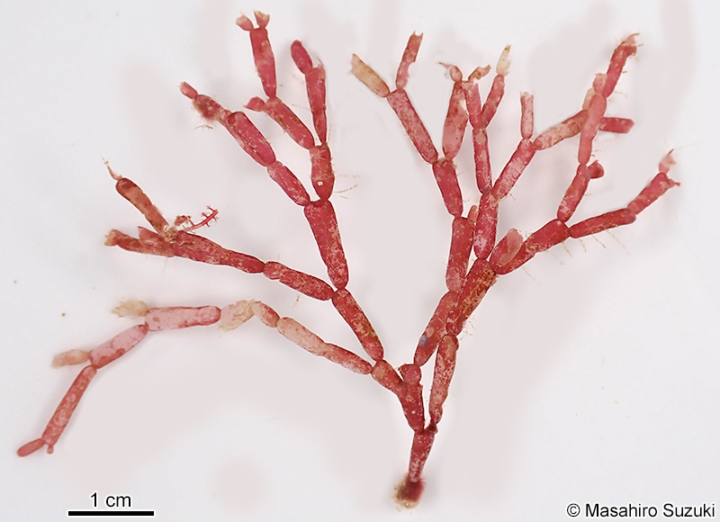 フクロガラガラ Dichotomaria obtusata