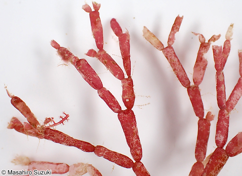 フクロガラガラ Dichotomaria obtusata