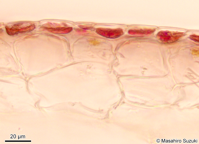 配偶体の横断面