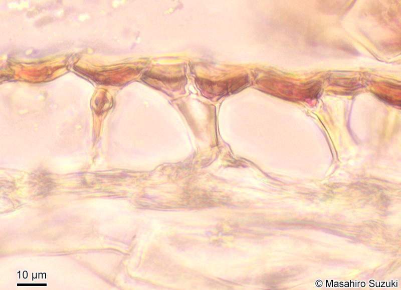 胞子体の横断面