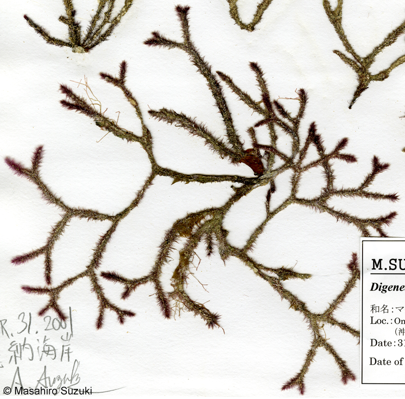 マクリ Digenea sp. (D. cf. simplex)