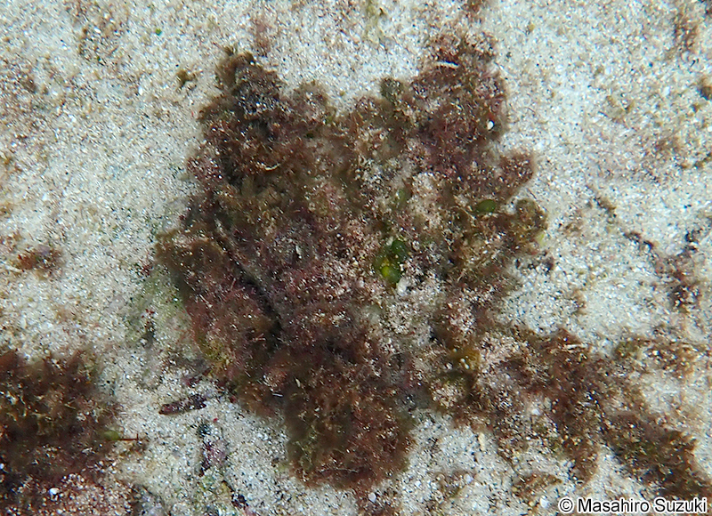 マクリ Digenea sp. (D. cf. simplex)