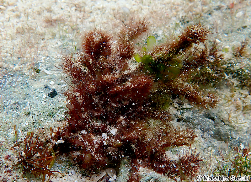 マクリ Digenea sp. (D. cf. simplex)