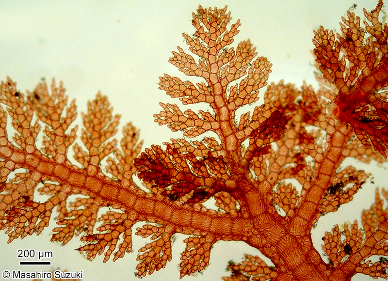 イソシノブ Euptilota sp. (E. cf. articulata)