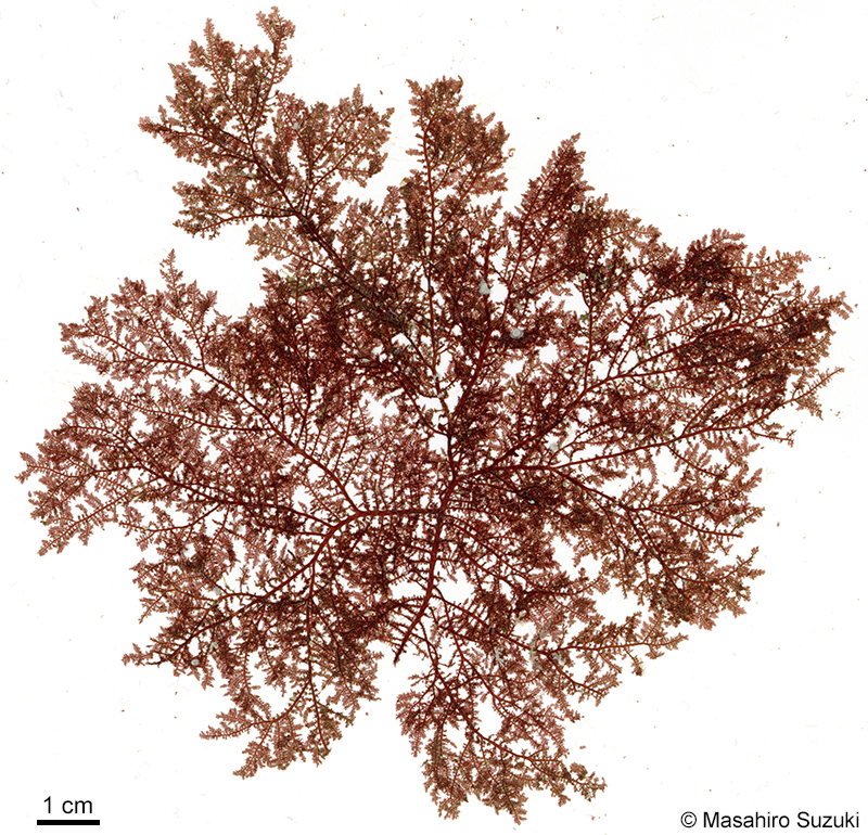 イソシノブ Euptilota sp. (E. cf. articulata)