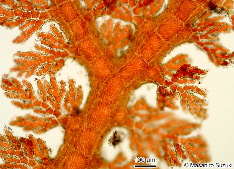 イソシノブ Euptilota sp. (E. cf. articulata)