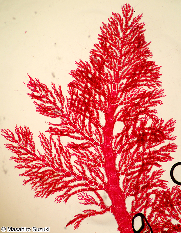 イソシノブ Euptilota sp. (E. cf. articulata)