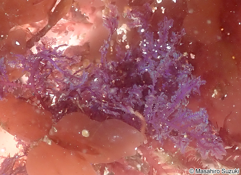 イソシノブ Euptilota sp. (E. cf. articulata)