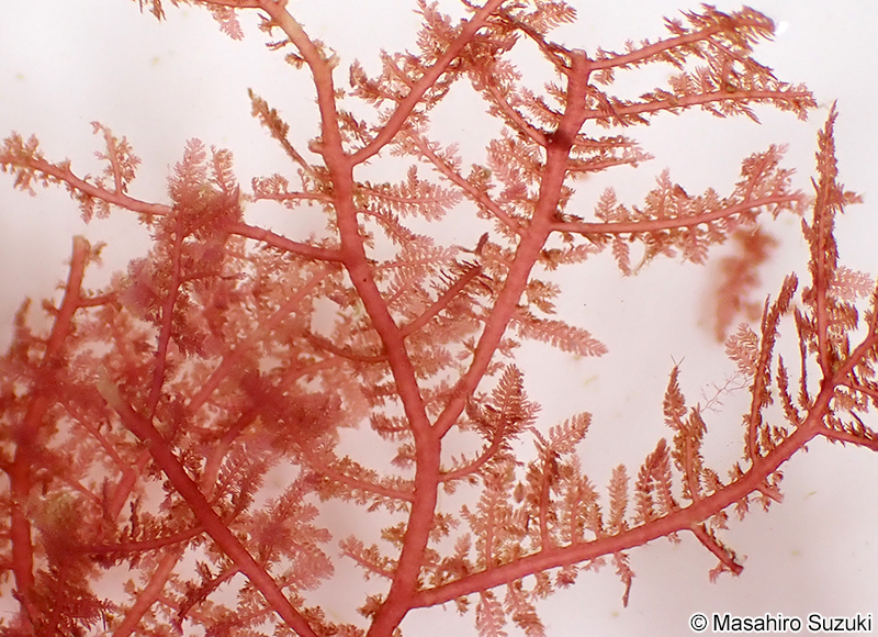 イソシノブ Euptilota sp. (E. cf. articulata)