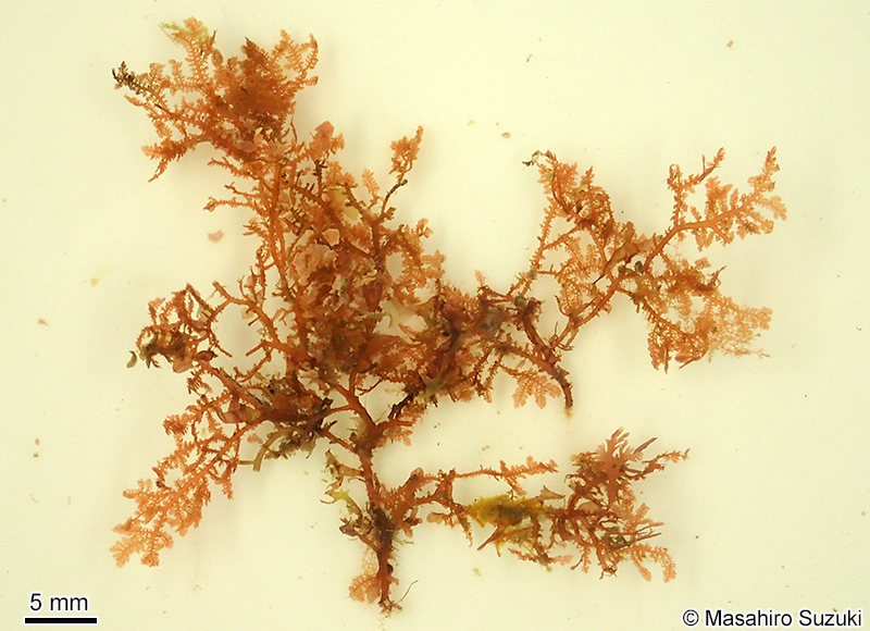 イソシノブ Euptilota sp. (E. cf. articulata)