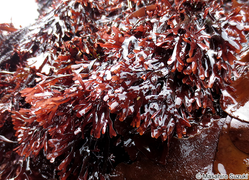 ミゾオキツノリ Fredericqia chiharae